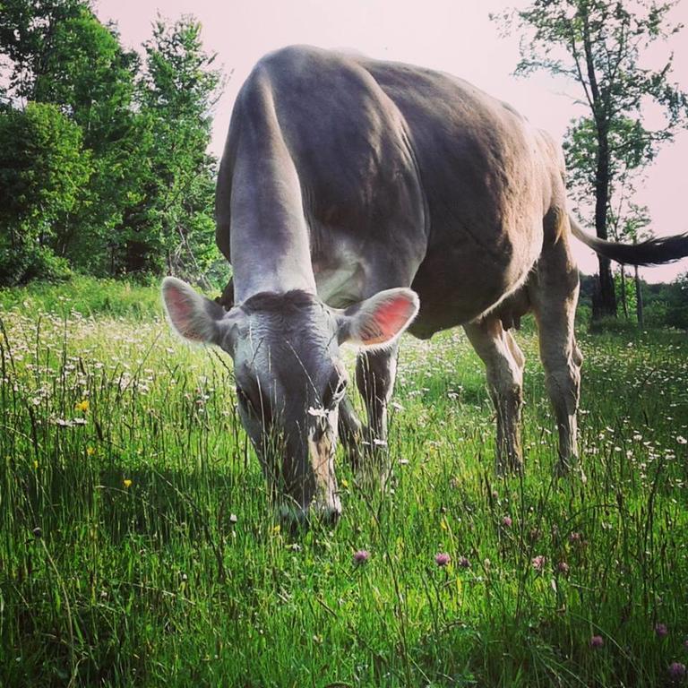 Agriturismo Dell'Altopiano Villa Serle Eksteriør bilde